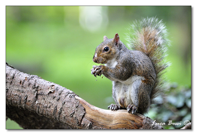 gli scoiattoli del parco di Legnano Dsc_4011