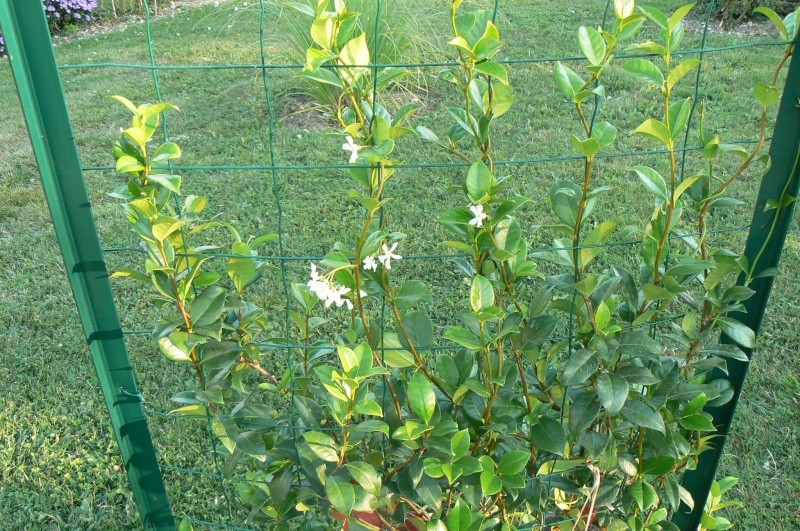 Grimpante à identifier : Trachelospermum, jasmin étoilé P1030531
