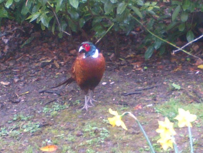 Mr Pheasant Img-2012