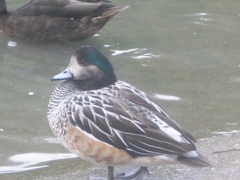 Arundel Wildfowl and Wetlands Trust Kian_035