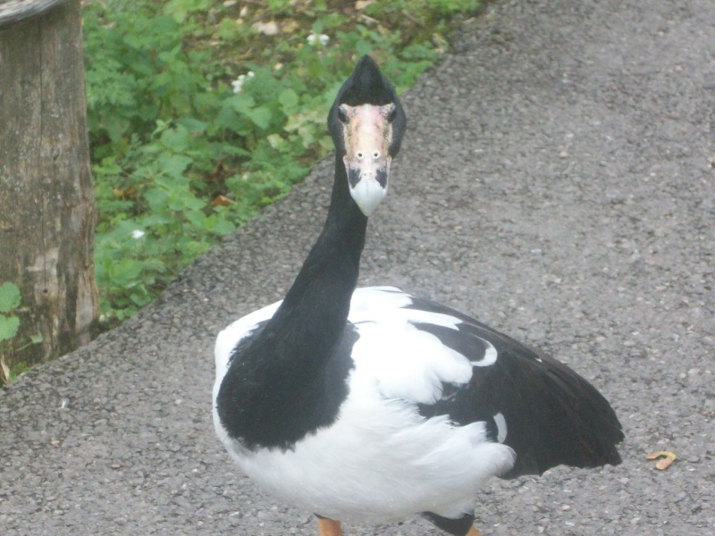 Arundel Wildfowl and Wetlands Trust Kian_037