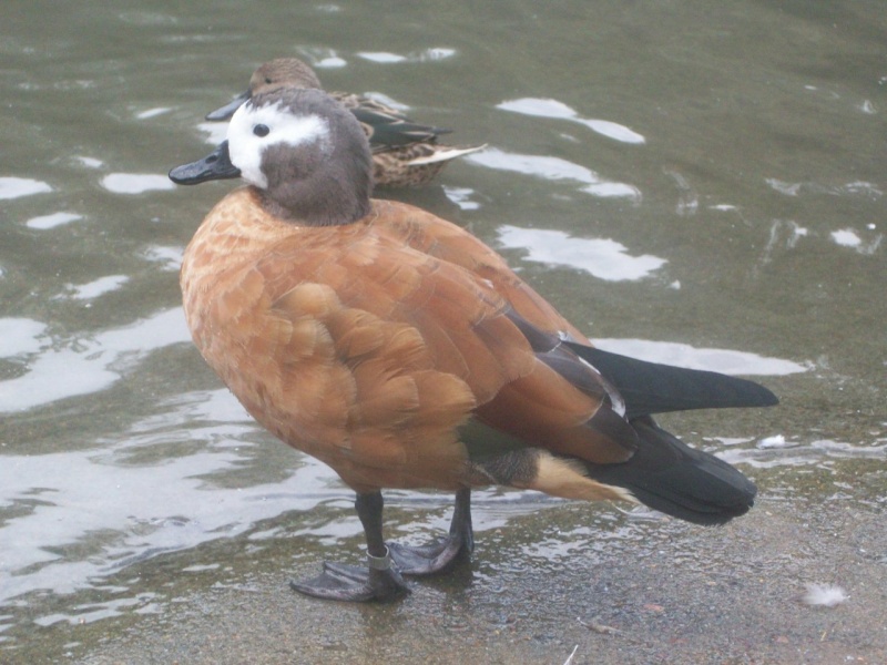 Arundel Wildfowl and Wetlands Trust Kian_039