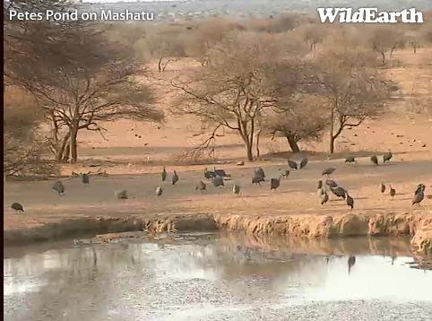 Wildcam Africa - Pete's Pond - Page 7 Mwsnap68