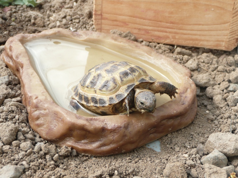 ma 1er Tortue P1080410