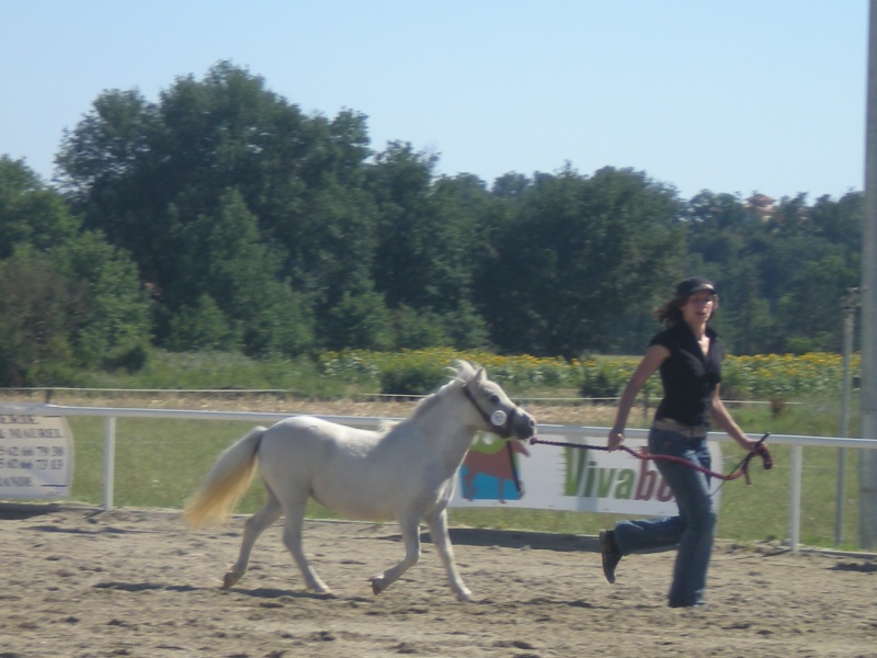 National des chevaux et poneys de couleur et Concours shet Dscn1711