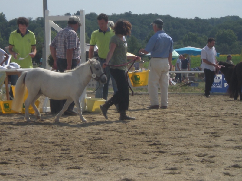 National des chevaux et poneys de couleur et Concours shet Dscn1818