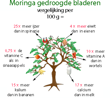 شجرة المورينقا (( الروّاق)) Moringa OLeifera  Moring10