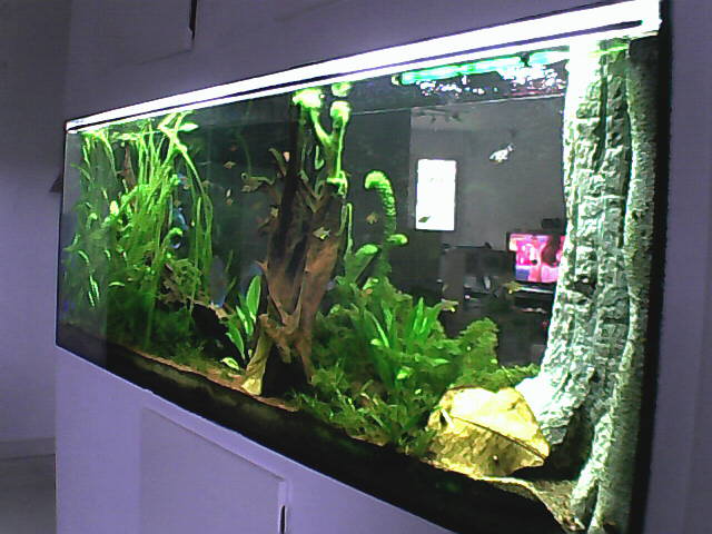 Camera de surveillance... aquarium. - Page 2 Snapsh10