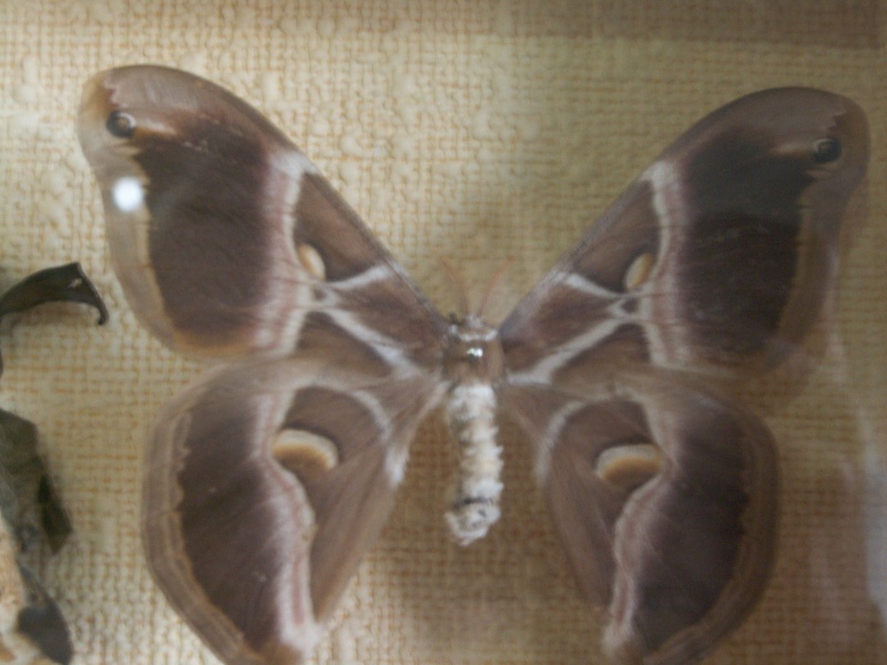 photos de papillons prisent en macro 00910