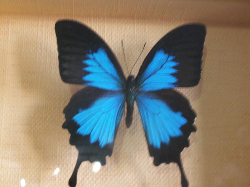 photos de papillons prisent en macro 01110