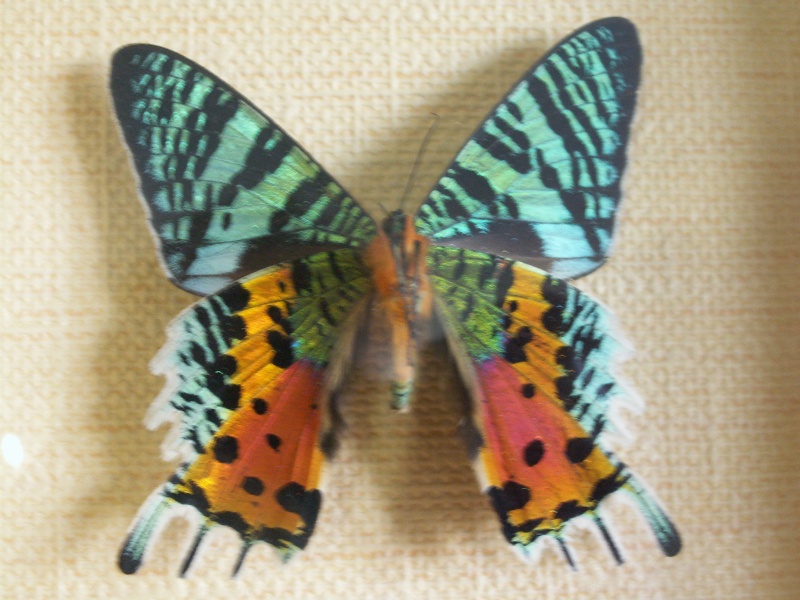 photos de papillons prisent en macro 01210
