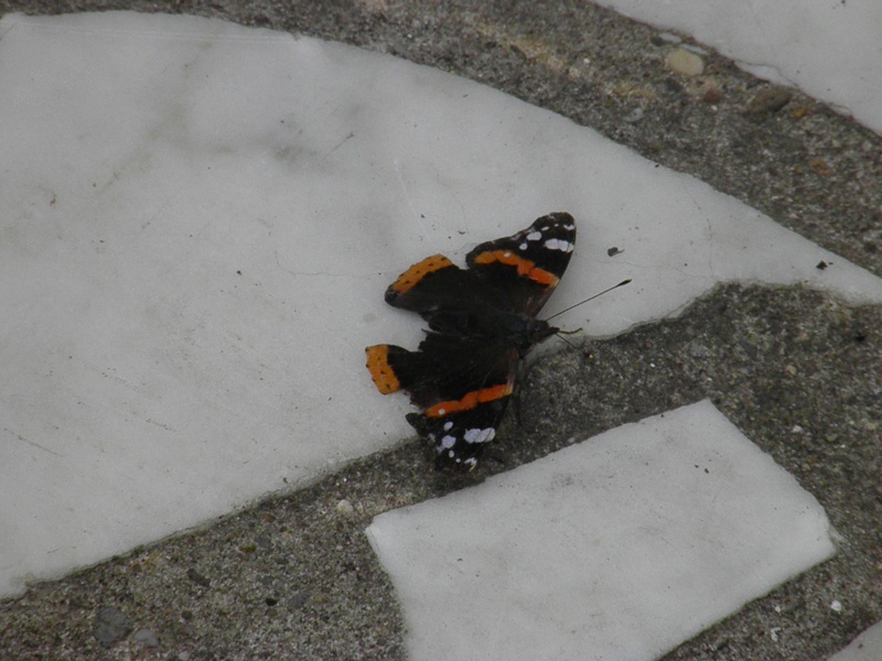 photos de papillons prisent en macro P7260211