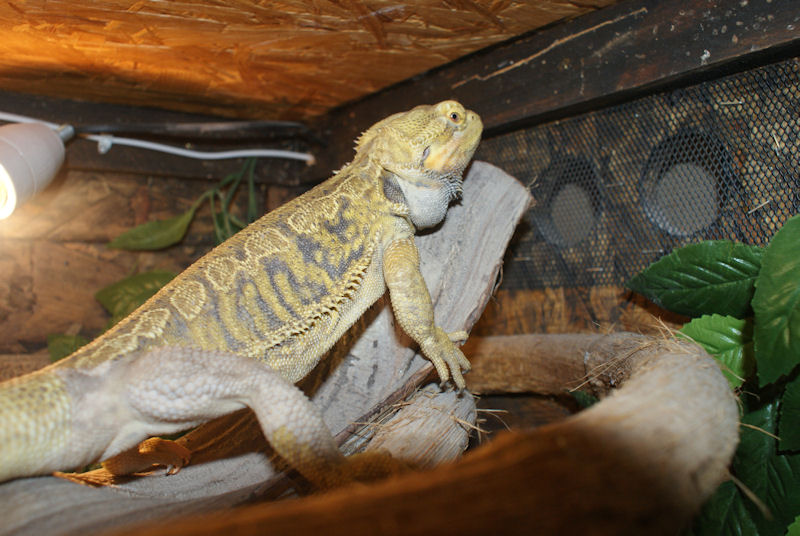 Mes Pogona Dsc02024