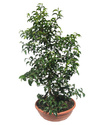 (plante d'intérieur)Le Ficus . Ficus_10