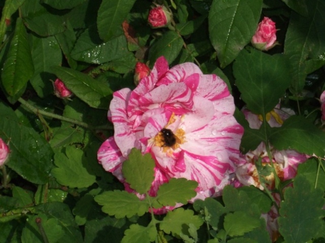 Les Galliques Jardin15