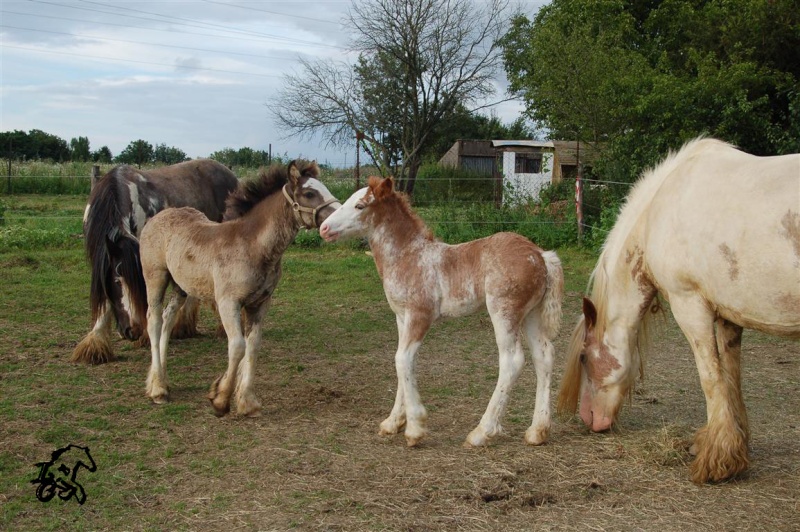 Carat des Longs Crins :  Ava x Aeden nouvelles photos p2 p3 Dsc_0049