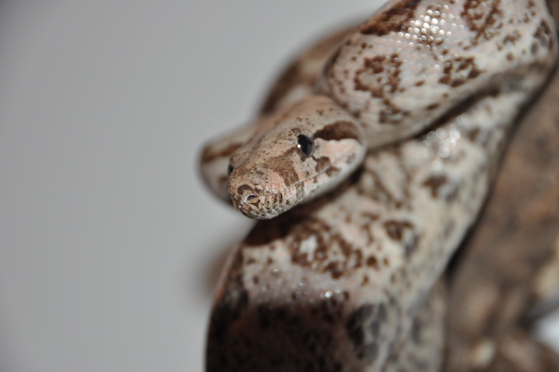 Boa constrictor imperator Dsc_0019