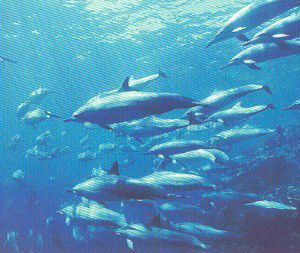 Désastre imminent Des milliers de dauphins fuient les côtes de Californie 73373810