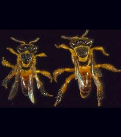 Des abeilles soldats observées pour la première fois au Brésil A-droi10
