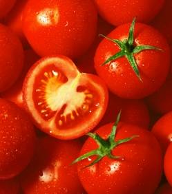 Le génome de la tomate a été séquencé La-tom10