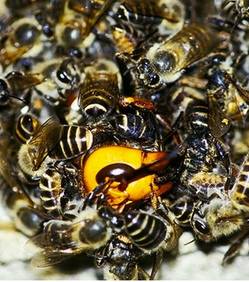 La "balle" meurtrière des abeilles japonaises Les-ab10