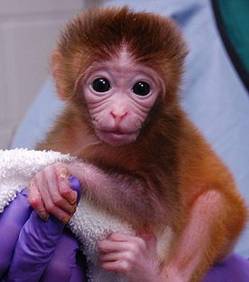 Manipulations génétiques : première naissance de bébés singes "chimères" Roku-l10
