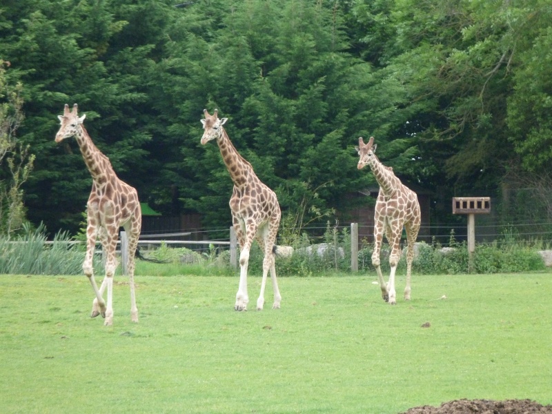 Un safari en Normandie P1000613