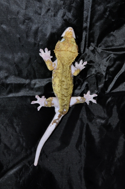phase piebald chez le rhacodactylus Geckos12