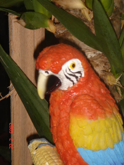 Ronnie et .. The parrot =) Photo_11