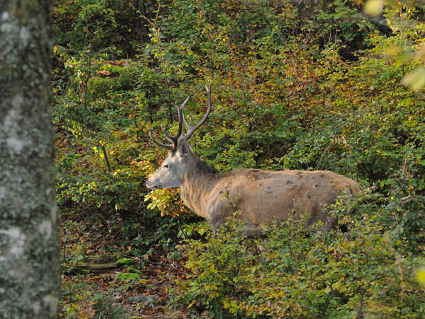 Au gré de mes balades... - Page 7 Cerf1_11