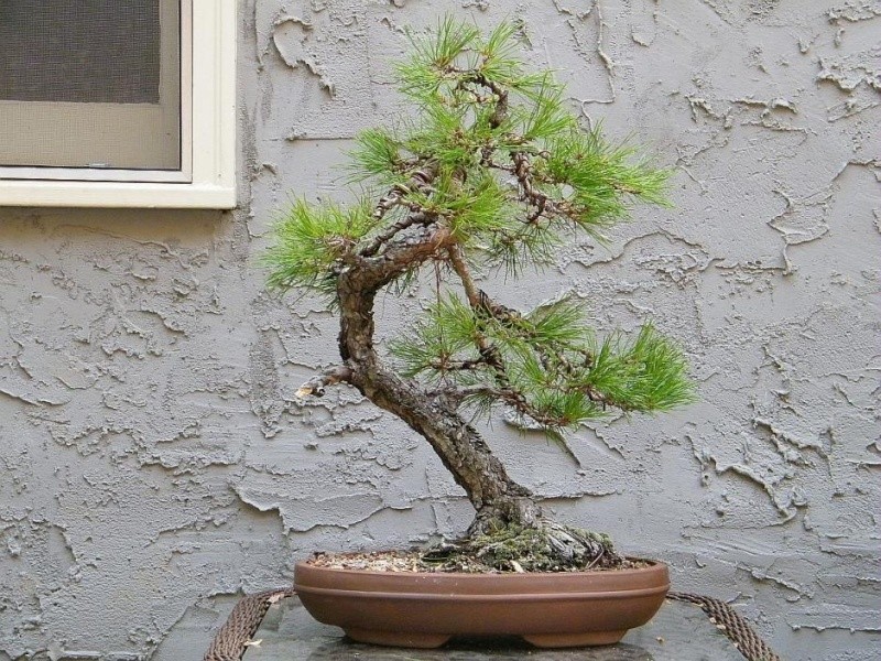 Japanese Red Pine Dscf0610