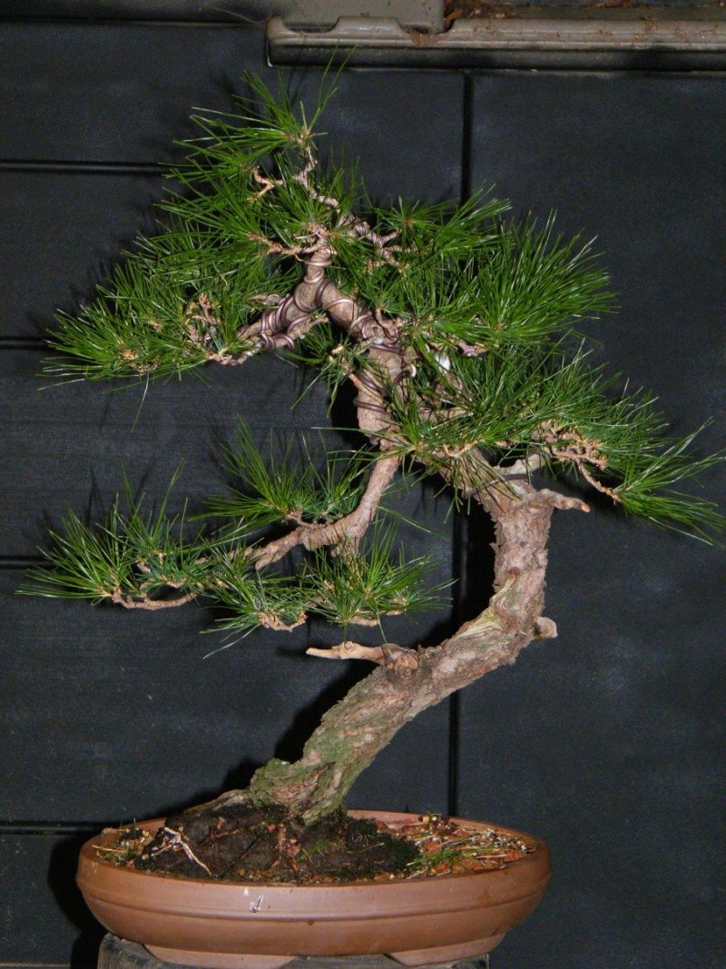 Japanese Red Pine Dscf1210