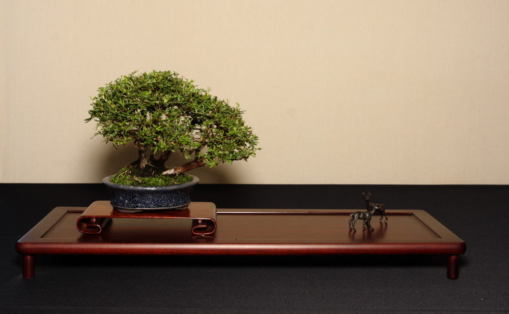 BRISTOL BONSAI SOCIETY'S SHOW, AUGUST 2011 - a photo report Bery_s10