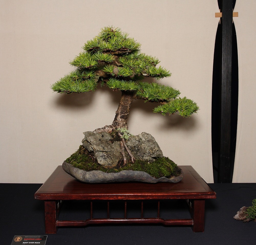 BRISTOL BONSAI SOCIETY'S SHOW, AUGUST 2011 - a photo report Beryls10