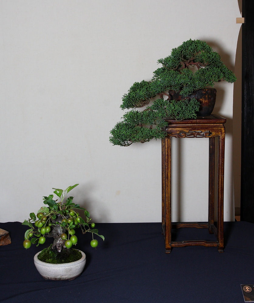 BRISTOL BONSAI SOCIETY'S SHOW, AUGUST 2011 - a photo report Dans_s10