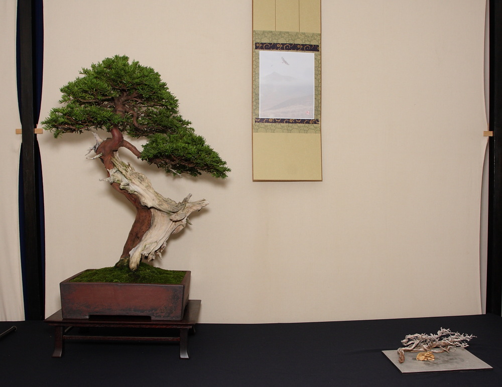 BRISTOL BONSAI SOCIETY'S SHOW, AUGUST 2011 - a photo report Dans_y10