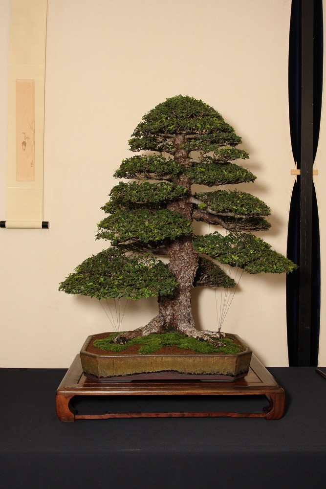 BRISTOL BONSAI SOCIETY'S SHOW, AUGUST 2011 - a photo report Our_cb10