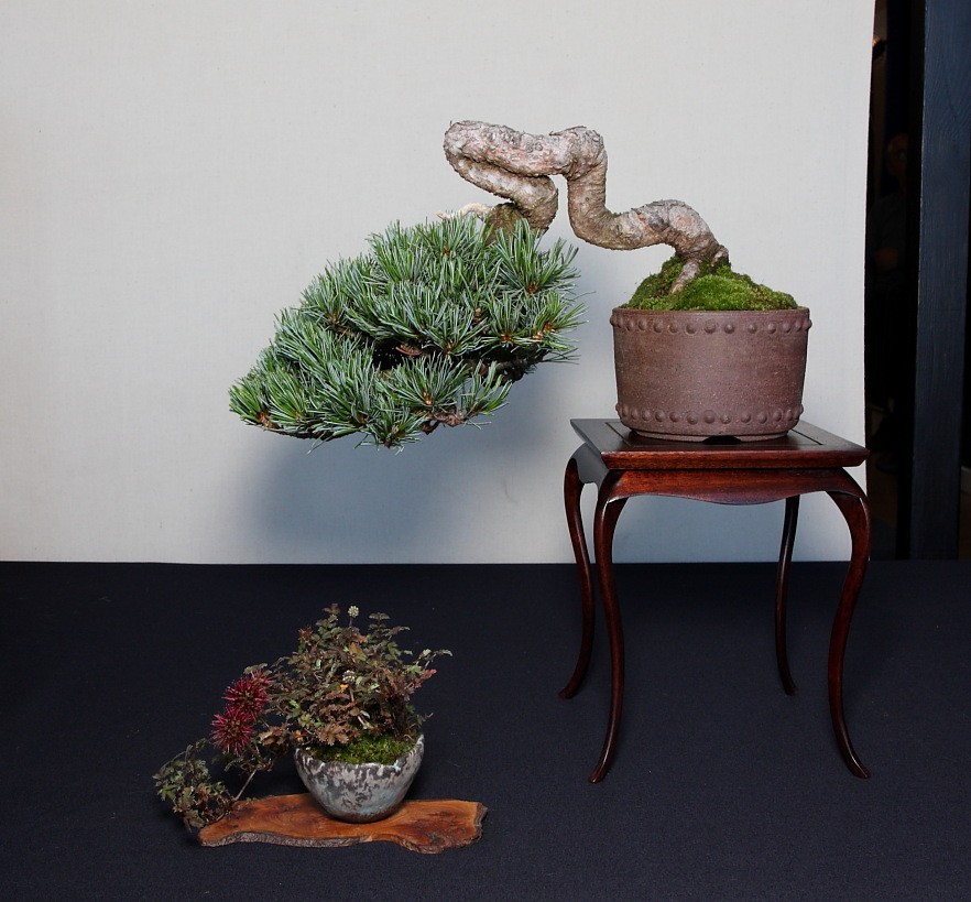 BRISTOL BONSAI SOCIETY'S SHOW, AUGUST 2011 - a photo report Shohin10