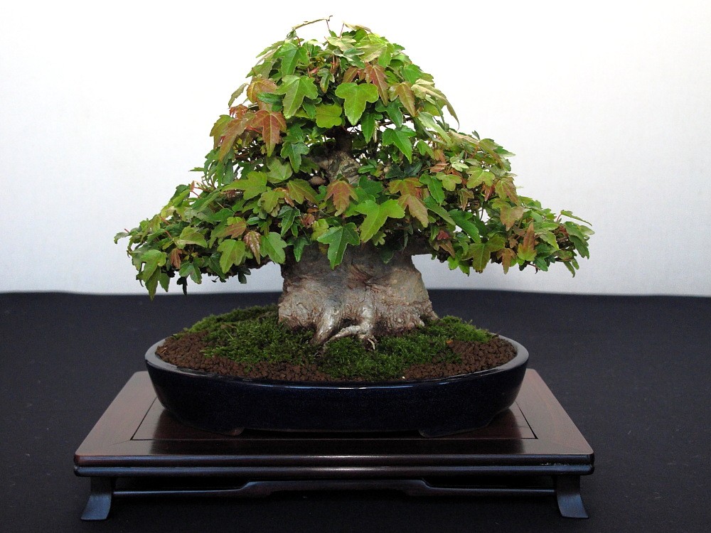 BRISTOL BONSAI SOCIETY'S SHOW, AUGUST 2011 - a photo report Shohin11