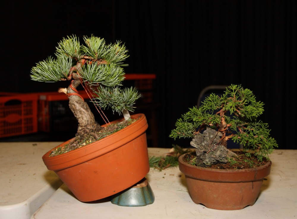 BRISTOL BONSAI SOCIETY'S SHOW, AUGUST 2011 - a photo report Worksh10