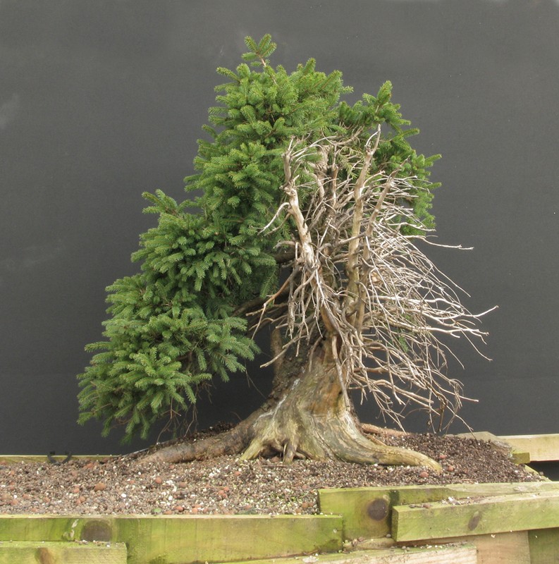 Spruce ( Picea abies ) Img_7012