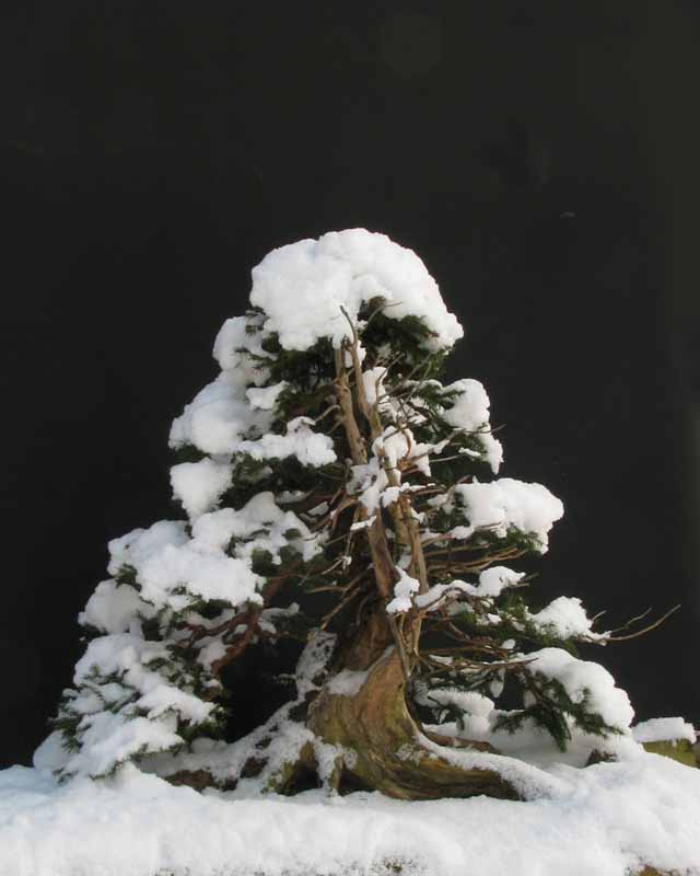 Spruce ( Picea abies ) Img_8010