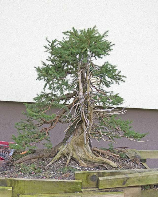 Spruce ( Picea abies ) Qdsc_611