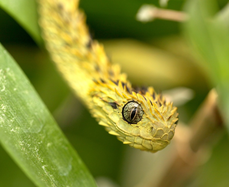 Atheris hispida 2012_015