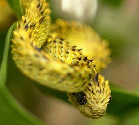 Close-up of a Hairy Bush Viper (Atheris hispida) - Venomous Snake