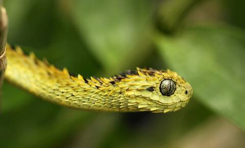 Atheris hispida