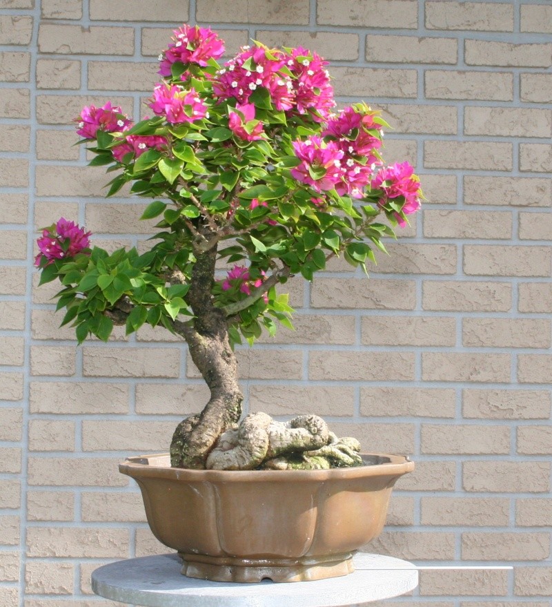 Dwarf Bougainvillea Img_7716