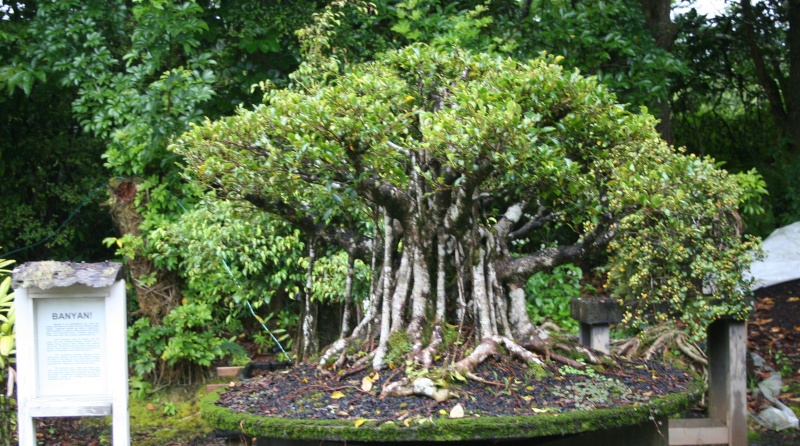 Trip to Big Island Hawaii and Fuku Bonsai Img_9510