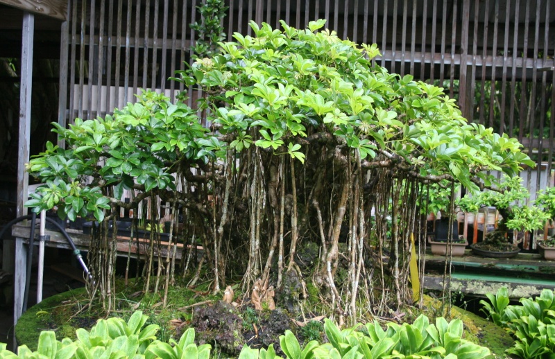 Trip to Big Island Hawaii and Fuku Bonsai Img_9515