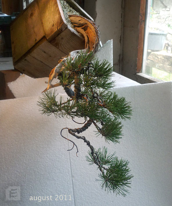 first styling - Pinus mugo, cascade - update Mugo-e10